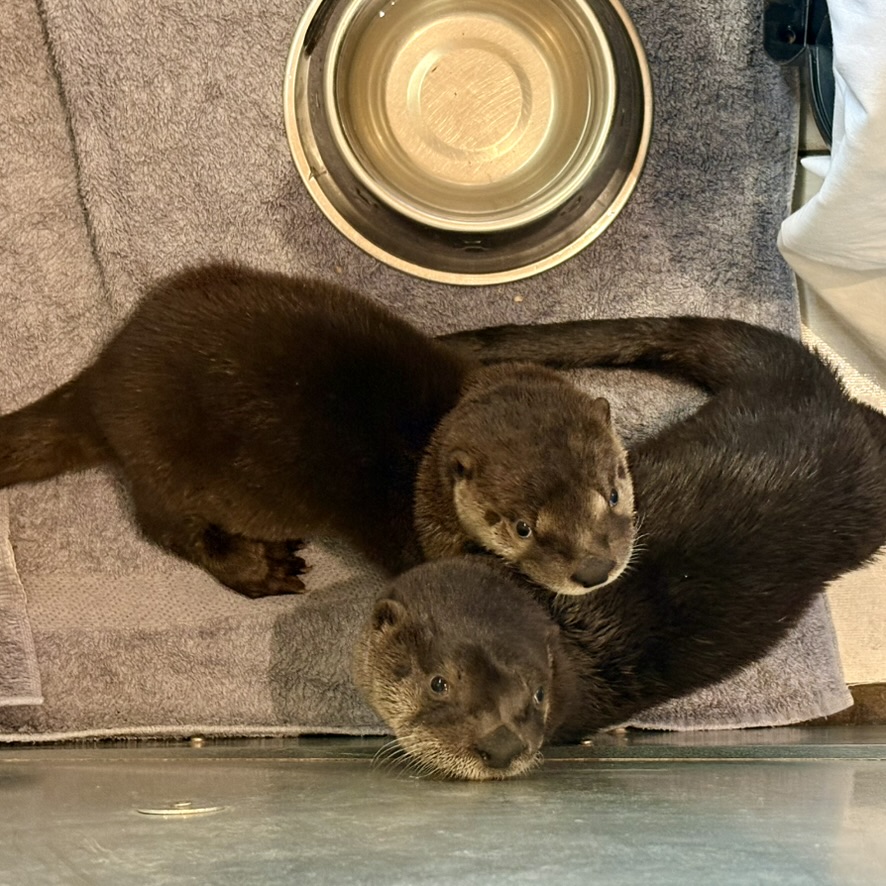River Otters "Fred" and "Stevie"
