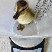 Mallard duckling 2025