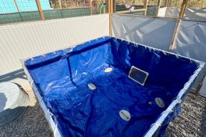 Waterbird Pen - diving pool