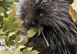 Dilly the porcupine