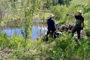 Marion Creek beaver project