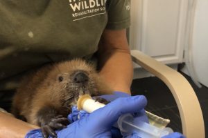 TinyTina syringe feeding