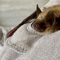 Myotis Bat