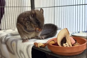 juvenile northern flying squirrel