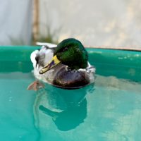 HBC Penticton mallard