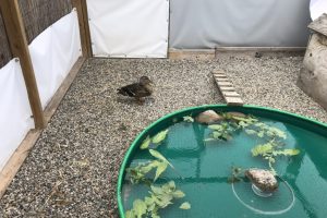 Dabbling pool 10x10 pen