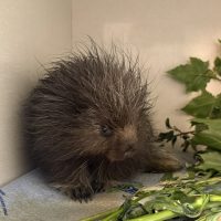 Porcupette