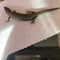 Alligator Lizard Alligator Lizard