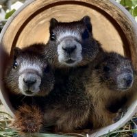 Marmot Trio