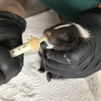 Baby Skunkie