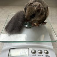 Northern Flying Squirrel