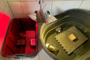 Turtle wintering room