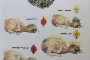 Nestlings Field Guide