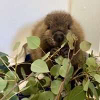Beaver kit Poppy