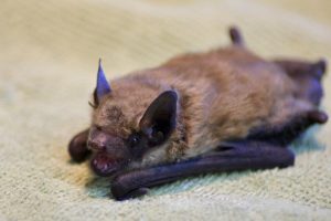 Brown Bat