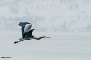 Heron by Mary Anthes