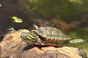 Western Painted Turtle Hatchling