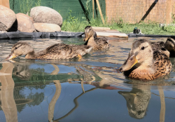 Ducklings in waterbird enclosure IWRS