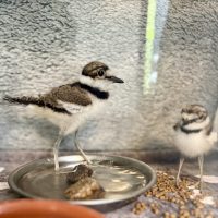 Killdeer chicks