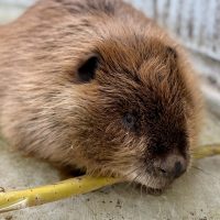 Injured Beaver Yearling