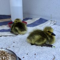 Goslings from Kelowna downtown roof Goslings from Kelowna downtown roof