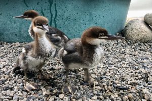 common mergansers