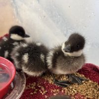Goldeneye ducklings square