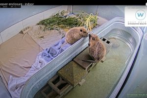 Screenshot BeaverCam Indoors