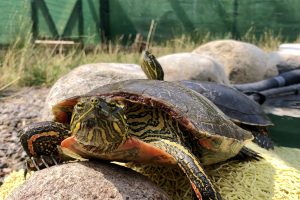 Turtles in care