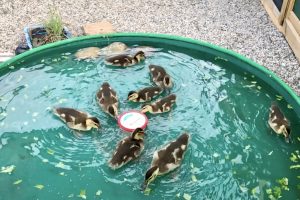 duckling pool