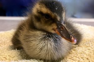 for bottom donate section