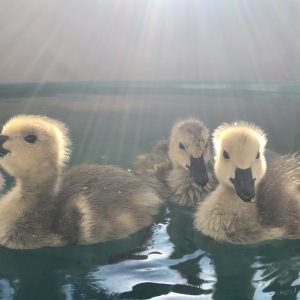 goslings in pool